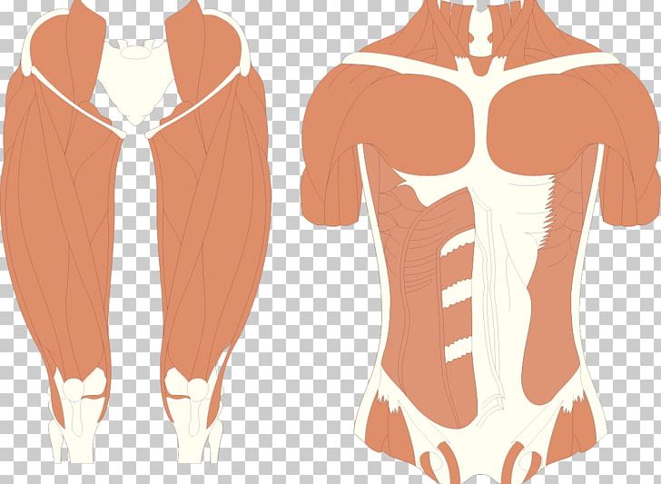 Muscle Human Body PNG, Clipart, Abdomen, Arm, Back, Body, Body Structure Free PNG Download