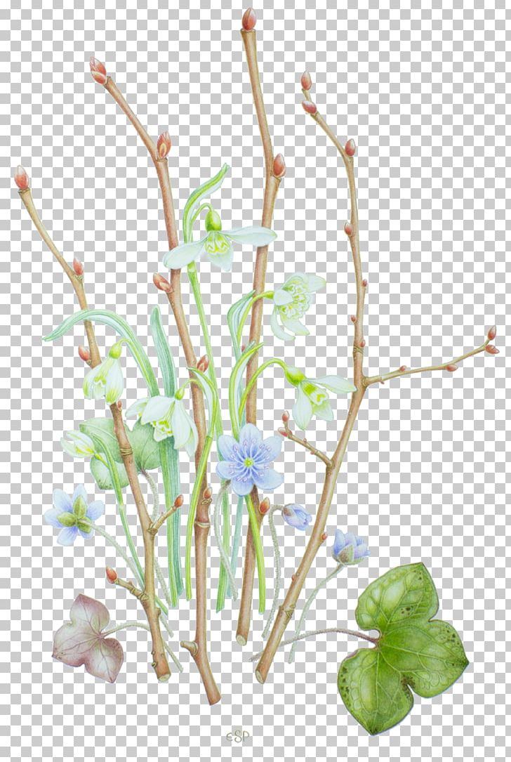 Painting Kaiserstuhl Floral Design Plant Stem Drawing PNG, Clipart, Botany, Branch, Cut Flowers, Drawing, Flora Free PNG Download