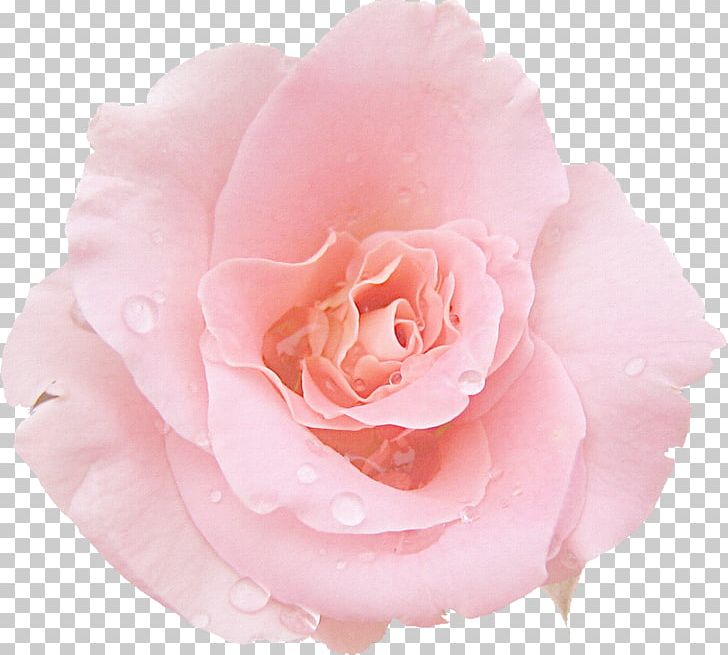 Pink Rose Desktop Photography PNG, Clipart, Color, Cut Flowers, Desktop Wallpaper, Floribunda, Flower Free PNG Download