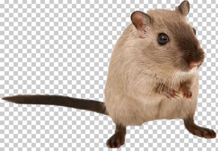 Gerbil Brown Rat Mouse Rodent Hamster PNG, Clipart, Amp, Animal, Animals, Animal Testing, Brown Rat Free PNG Download