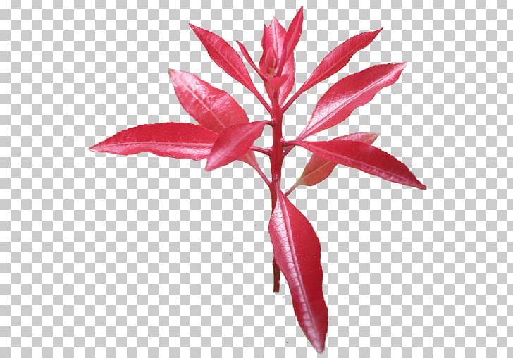 Leaf Flower Petal Plant Stem PNG, Clipart, Flower, Leaf, Petal, Plant, Plant Stem Free PNG Download