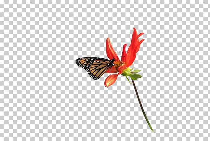 Monarch Butterfly Nymphalidae Moth Flower PNG, Clipart, Anatomie Des Lxe9pidoptxe8res, Arthropod, Blue Butterfly, Brush Footed Butterfly, But Free PNG Download