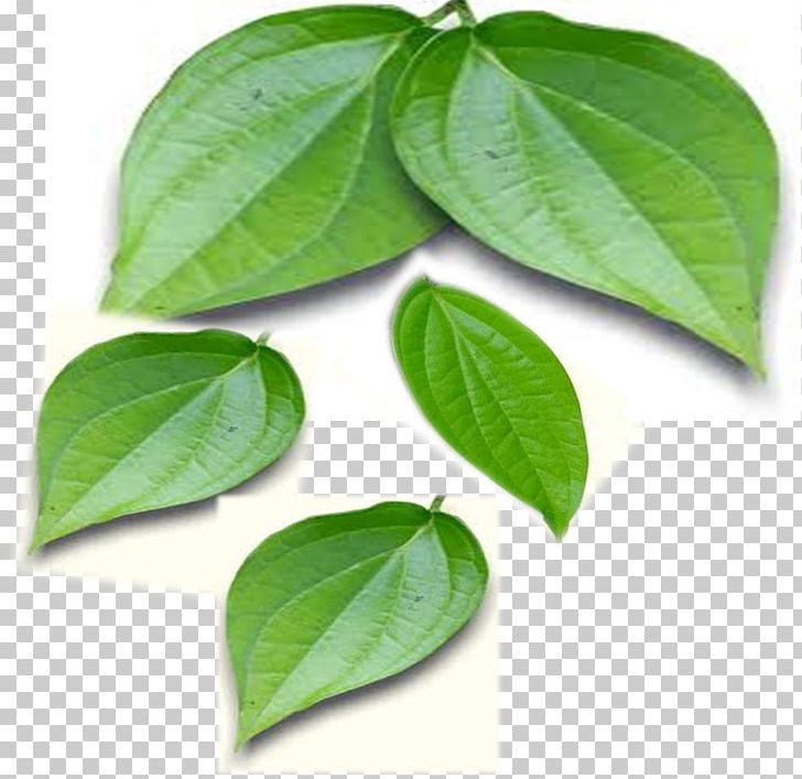 Paan Betel Juice Leaf Oil PNG, Clipart, Anise, Basil, Betel, Betel Juice, Black Pepper Free PNG Download