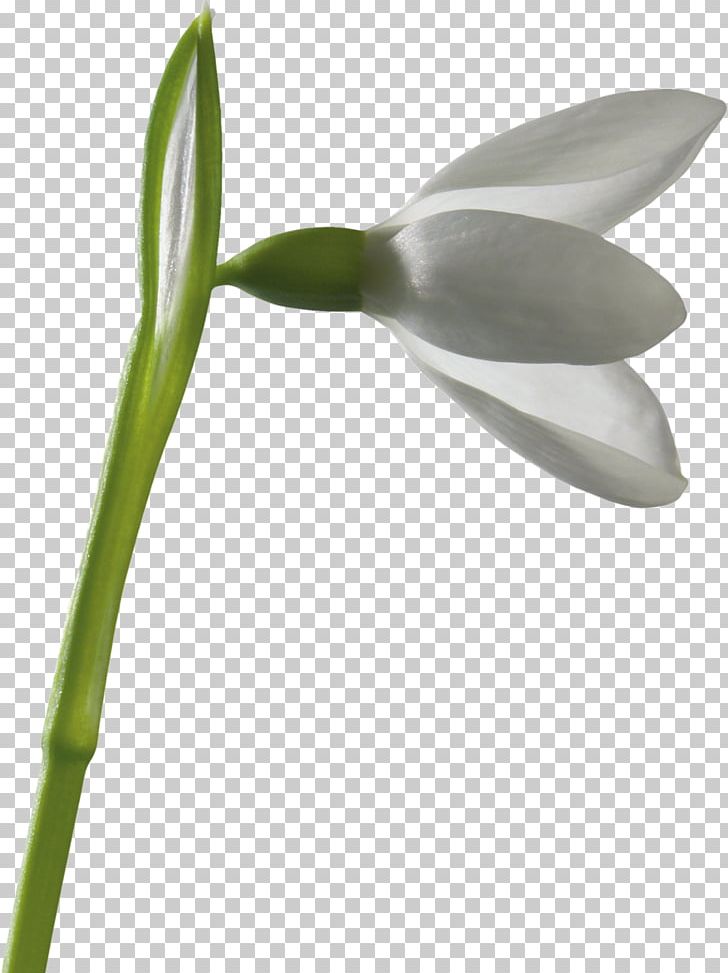 Snowdrop Flower Leucojum PNG, Clipart, Beach Rose, Clip Art, Cut Flowers, Flower, Flowering Plant Free PNG Download