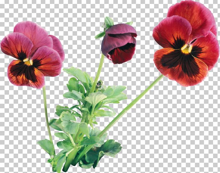 Pansy Flower Violet Plant PNG, Clipart, Annual Plant, Cut Flowers, Flower, Flower Bouquet, Flowering Plant Free PNG Download
