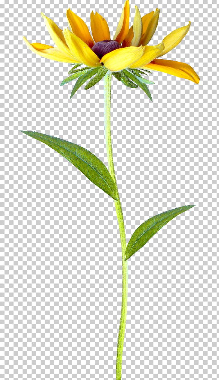Petal Flower Transvaal Daisy PNG, Clipart, Chrysanthemum, Clip Art, Cut Flowers, Daisy, Flora Free PNG Download