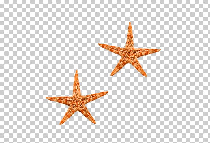 Starfish Sea PNG, Clipart, Animal, Animals, Beautiful Starfish, Brittle Star, Cartoon Starfish Free PNG Download