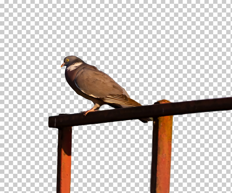 /m/083vt Beak Wood PNG, Clipart, Beak, M083vt, Wood Free PNG Download