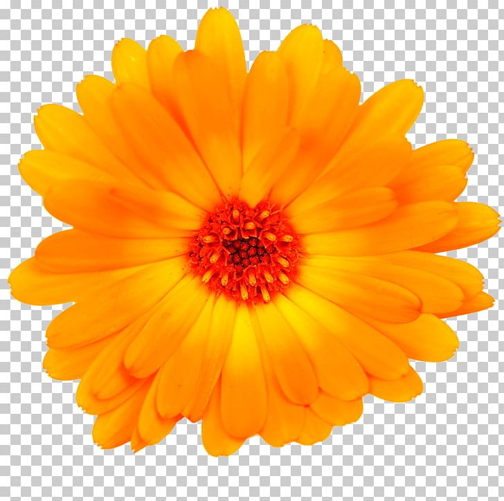 Calendula Officinalis Carrier Oil Manufacturing Neal's Yard Remedies PNG, Clipart,  Free PNG Download