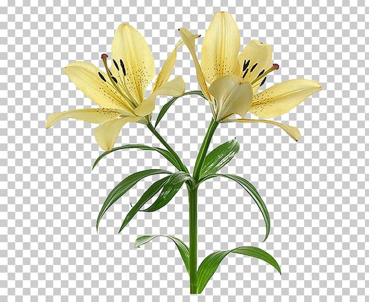 Flower Arum-lily Drawing Plant Daylily PNG, Clipart, Alstroemeriaceae, Arum Lily, Arumlily, Bulb, Cut Flowers Free PNG Download