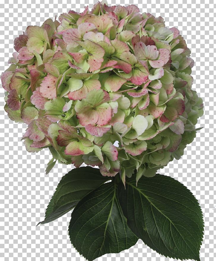 Hydrangea Cut Flowers Plant Color PNG, Clipart, Annual Plant, Blue, Color, Cornales, Cut Flowers Free PNG Download