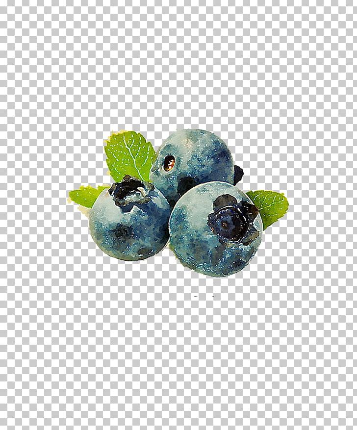 Bilberry Fruit Muffin Vaccinium Corymbosum PNG, Clipart, Antioxidant, Berry, Bilberry, Blackberry, Blueberry Free PNG Download