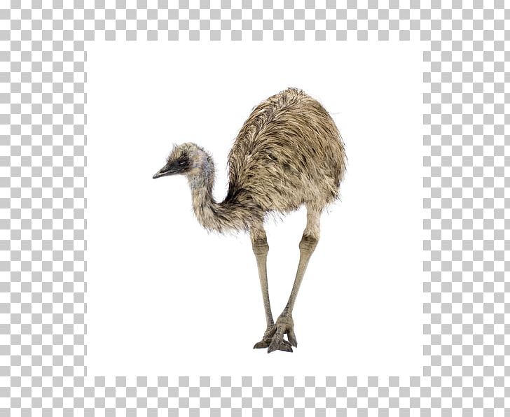 Common Ostrich Emu Oil Bird PNG, Clipart, Arthritis, Beak, Bird, Child, Common Ostrich Free PNG Download