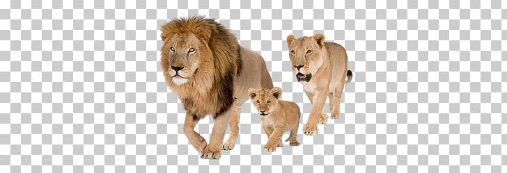 Lion PNG, Clipart, Lion Free PNG Download