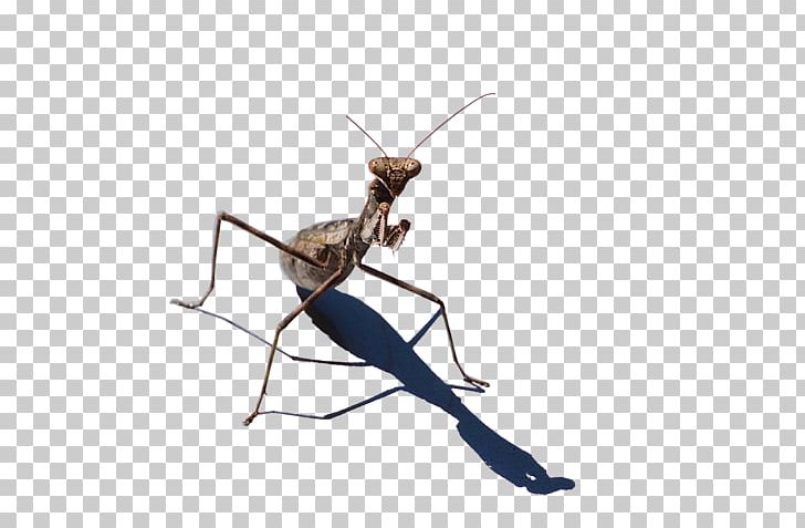 Mantis Insect PNG, Clipart, Animals, Arthropod, Fly, Insect, Invertebrate Free PNG Download