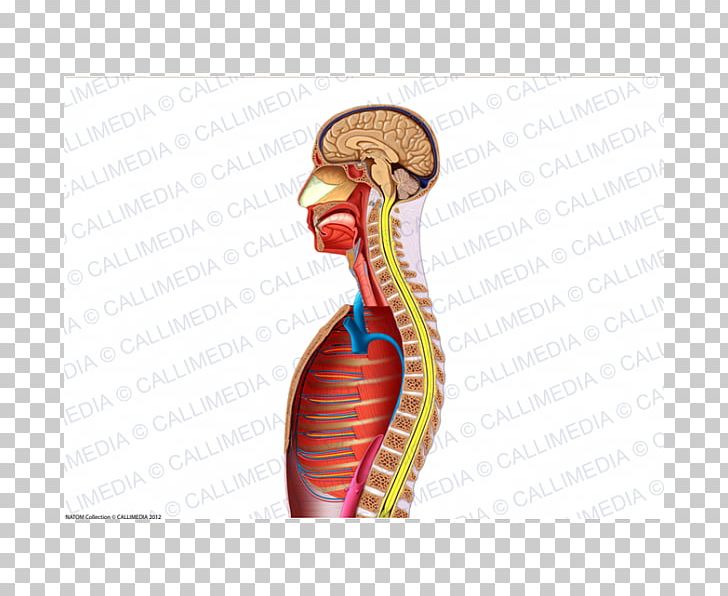 Thumb Muscle Nerve Blood Vessel Neck PNG, Clipart, Abdomen, Anatomy, Arm, Blood Vessel, Ear Free PNG Download