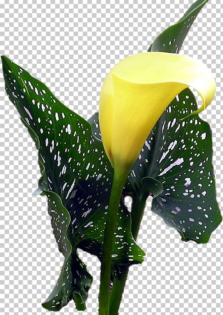 Arum Lilies Cut Flowers Arum-lily PNG, Clipart, Alismatales, Arum, Arum Family, Arum Lilies, Arumlily Free PNG Download