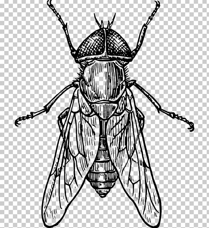 How To Draw Insects Bee Drawing Line Art PNG, Clipart, Animals, Art, Arthropod, Artwork, Bee Free PNG Download