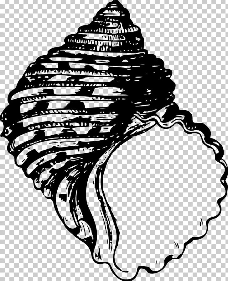 Seashell Mollusc Shell Bivalvia PNG, Clipart, Animal, Animals, Bivalvia, Black, Black And White Free PNG Download