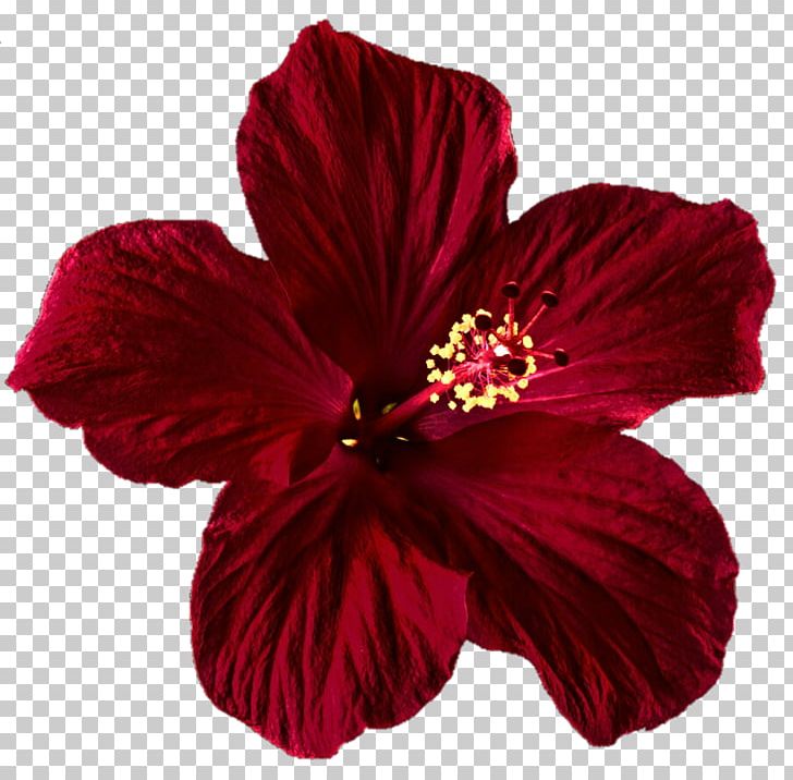 Shoeblackplant Flower Red Rose PNG, Clipart, Blue Rose, China Rose, Chinese  Hibiscus, Desktop Wallpaper, Flower Free