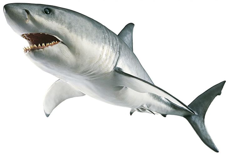 Shark Jaws Great White Shark PNG, Clipart, Animal, Animals, Carcharhiniformes, Cartilaginous Fish, Computer Icons Free PNG Download