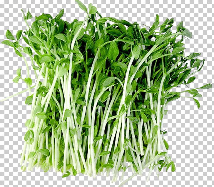 Water Spinach Vegetarian Cuisine Garden Cress Herb Superfood PNG, Clipart, Commodity, Food, Garden Cress, Gland, Grass Free PNG Download