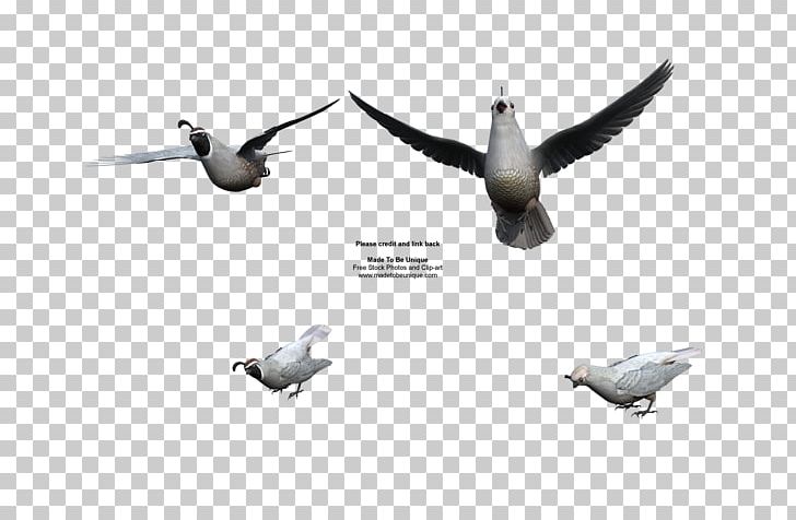 California Quail Bird Wing PNG, Clipart, Aircraft, Animals, Beak, Bird, California Free PNG Download