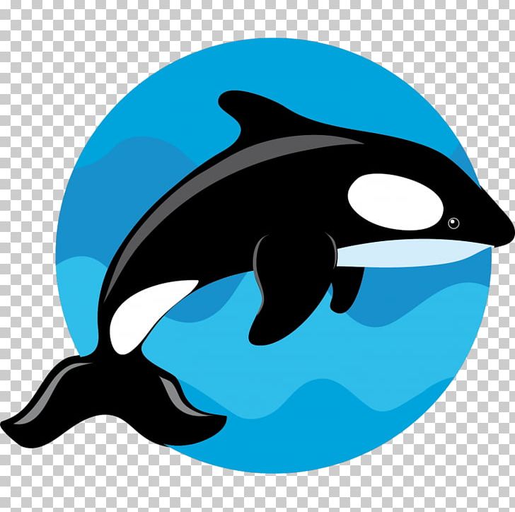 Common Bottlenose Dolphin Killer Whale Porpoise PNG, Clipart, Accelerator, Animal, Animals, Beak, Beluga Whale Free PNG Download