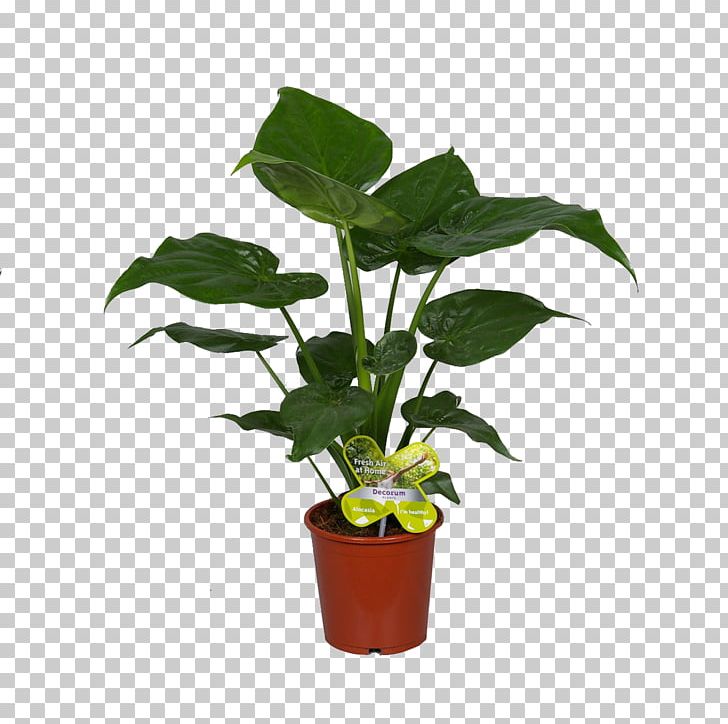 Leaf Flowerpot Houseplant Plant Stem PNG, Clipart, Alocasia, Flower, Flowerpot, Herb, Houseplant Free PNG Download