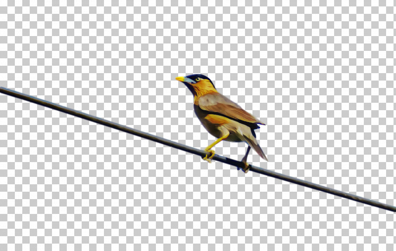 Feather PNG, Clipart, American Goldfinch, Beak, Birds, Drawing, European Robin Free PNG Download