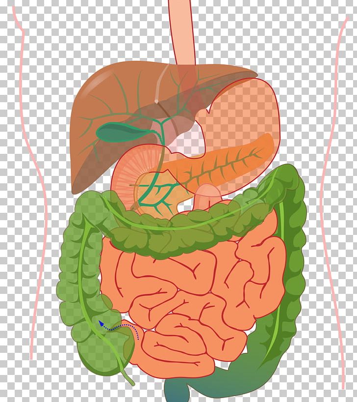 Human Body Organ System Gastrointestinal Tract Human Digestive System PNG, Clipart, Anatomy, Body Work, Digestion, Digestive System, Endocrine System Free PNG Download