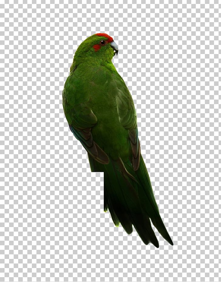 Budgerigar True Parrot Bird Red-crowned Parakeet PNG, Clipart, Animals, Background Green, Beak, Bird, Budgerigar Free PNG Download