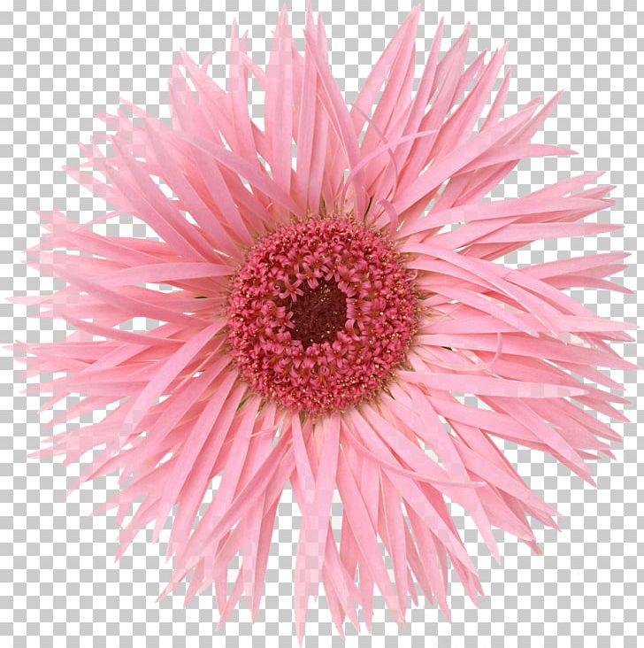 Photography Flower PNG, Clipart, Chrysanthemum, Chrysanths, Common Daisy, Cut Flowers, Dahlia Free PNG Download