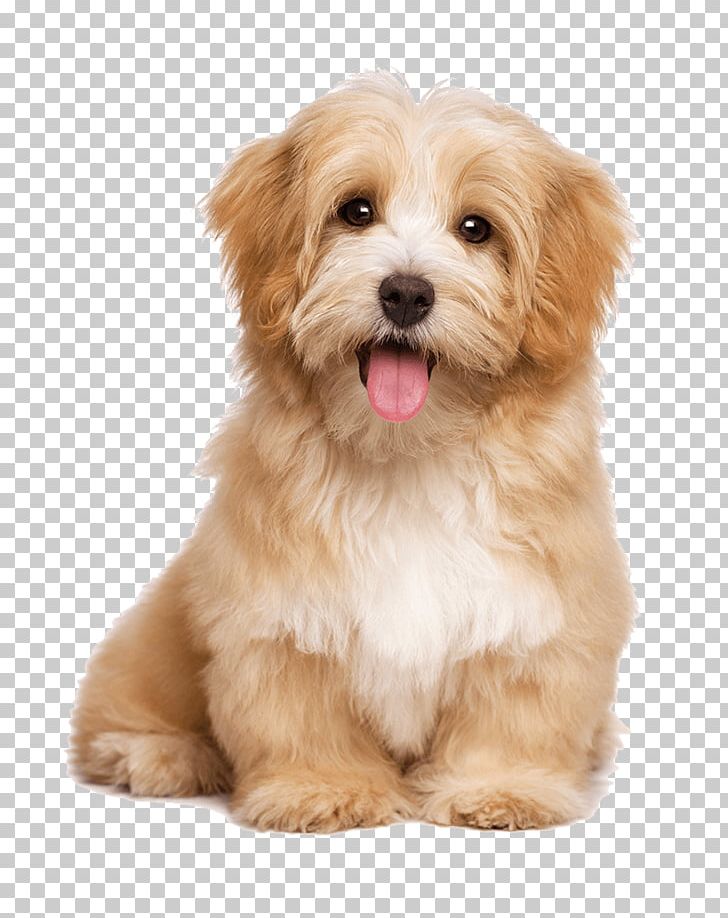 Havanese Dog Pet Sitting Labrador Retriever Puppy Cat PNG, Clipart, Animals, Carnivoran, Companion Dog, Dog Breed, Dog Breed Group Free PNG Download