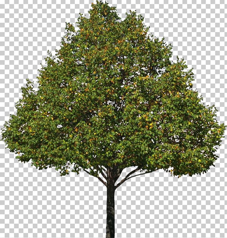Tree Pine Stock Photography Oak PNG, Clipart, Branch, Bushes, Cottonwood, Crown, Evergreen Free PNG Download