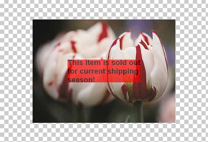 Tulip Limoniastrum Monopetalum Bulb Close Up GmbH PNG, Clipart, Average, Bulb, Carnival, Closeup, Close Up Gmbh Free PNG Download