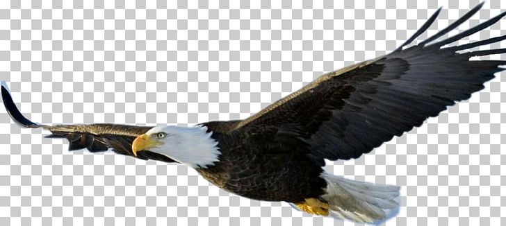 Bald Eagle Bird PNG, Clipart, Accipitriformes, Animals, Bald Eagle, Beak, Bird Free PNG Download