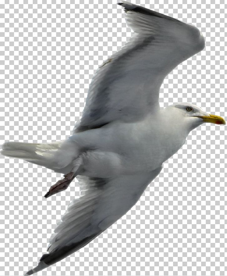 Gulls Flight Bird PNG, Clipart, Animals, Beak, Bird, Bird Flight, Charadriiformes Free PNG Download
