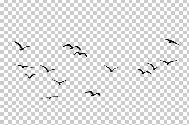 Bird Goose Flight PNG, Clipart, Animal Migration, Animals, Beak, Bird, Bird Flight Free PNG Download