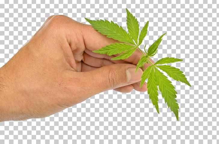 Cannabis Ruderalis Marijuana Cannabis Sativa Autoflowering Cannabis PNG, Clipart, Autumn Leaves, Cannabis, Cannabis Leaves, Closeup, Drug Liberalization Free PNG Download