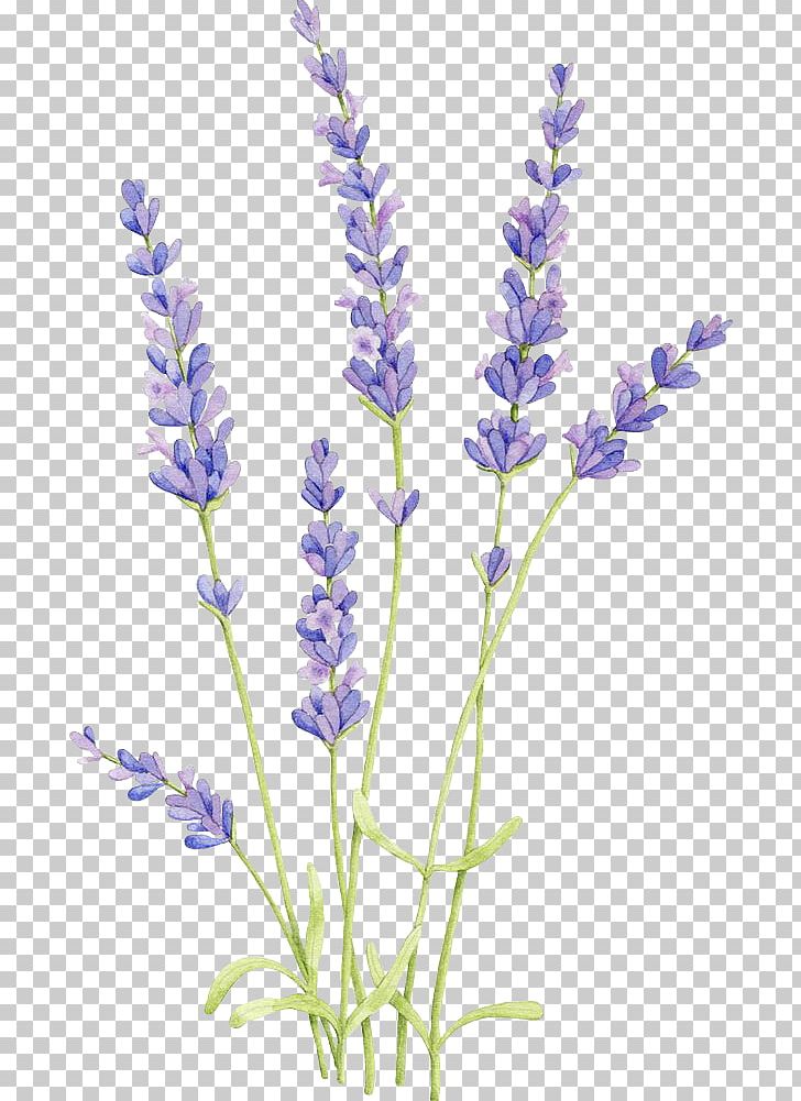 English Lavender Watercolor Painting Drawing Watercolor: Flowers Illustration PNG, Clipart, Art, Botanical Illustration, Botany, Common Sage, Drawing Free PNG Download