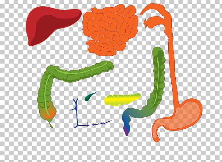 Gastrointestinal Tract Human Digestive System Digestion Human Body PNG, Clipart, Appareil Digestif, Art, Clip Art, Digestion, Gastrointestinal Tract Free PNG Download