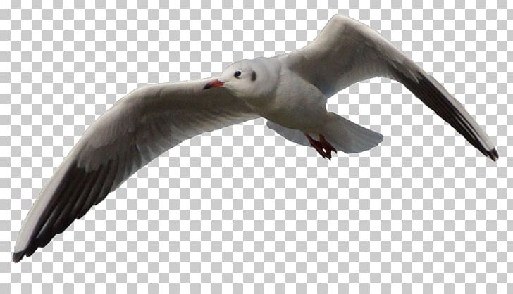 Gulls Shorebirds European Herring Gull Great Black-backed Gull PNG, Clipart, Albatross, American Herring Gull, Animal, Animals, Beak Free PNG Download