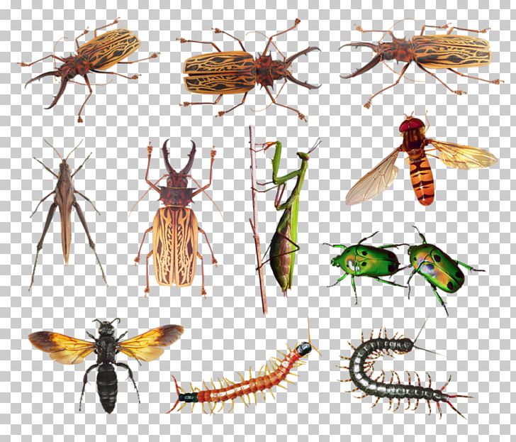 Insects & Spiders European Dark Bee PNG, Clipart, Animal, Animals, Arthropod, Bee, Child Free PNG Download