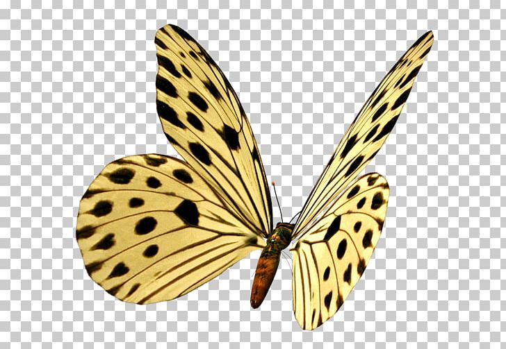 Monarch Butterfly Pieridae Moth Brush-footed Butterflies PNG, Clipart, 2017, Arthropod, Brush Footed Butterfly, Butterfly, Insect Free PNG Download