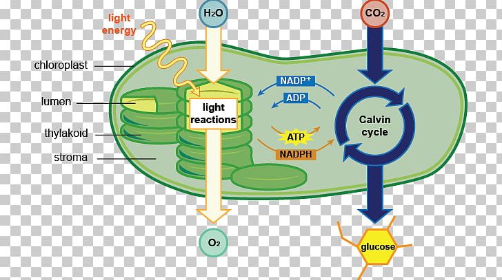 chlorophyll in plants diagram