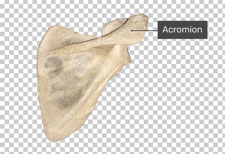 Scapula Anatomy Acromion Joint Bone PNG, Clipart, Acromion, Anatomy, Beige, Biology, Bone Free PNG Download