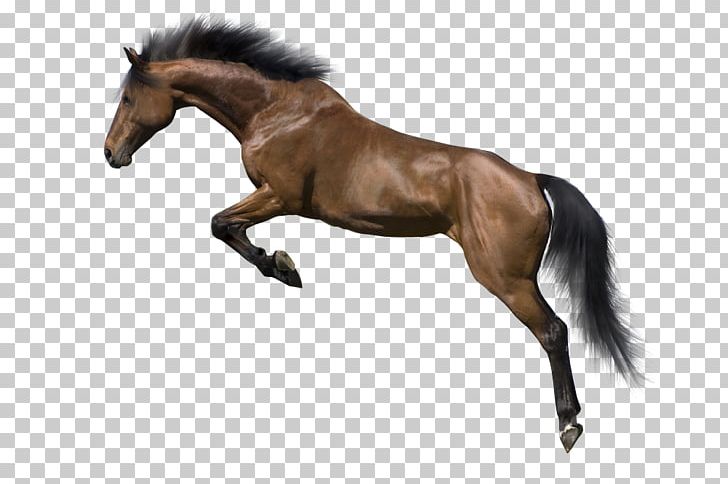 Appaloosa Stallion Mane PNG, Clipart, Animals, Cartoon, Cartoon Pictures, Hand, Happy Birthday Vector Images Free PNG Download