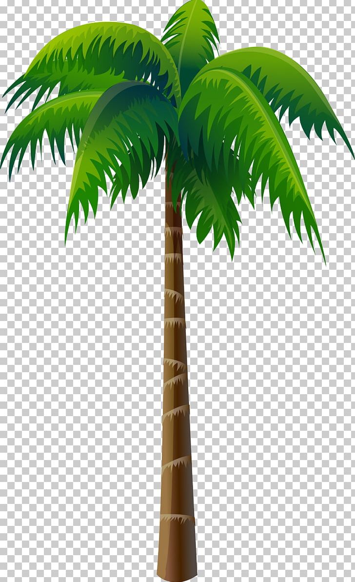 Arecaceae Coconut Tree PNG, Clipart, Arecaceae, Arecales, Asian Palmyra Palm, Borassus Flabellifer, Coconut Free PNG Download