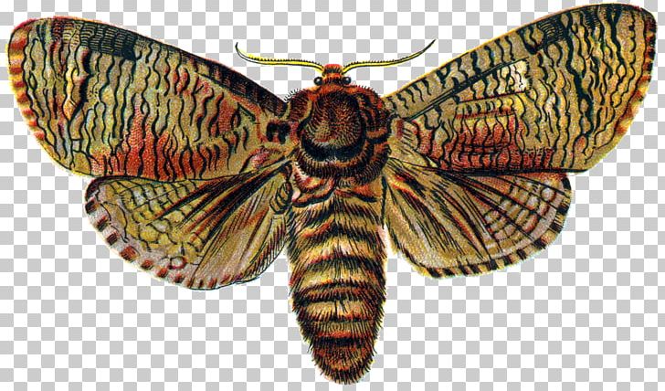 Butterfly Cossus Cossus Moth Insect Arthropod PNG, Clipart, Animal, Bombycidae, Brush Footed Butterfly, Butterflies And Moths, Caterpillar Free PNG Download